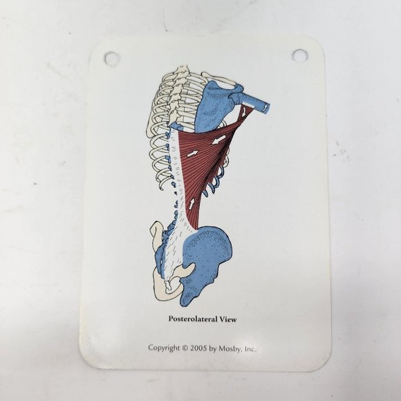 Musculoskeletal Anatomy by Joseph E. Muscolino 2005 Flash Cards - Picture 6 of 10